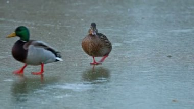 Göl kışın yürüyüş havuzumda