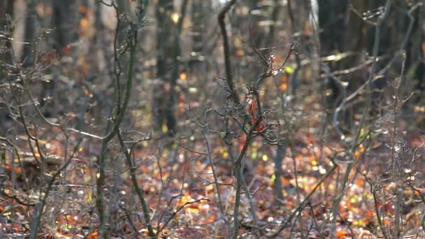 Cobwebs on the forest — Stock Video