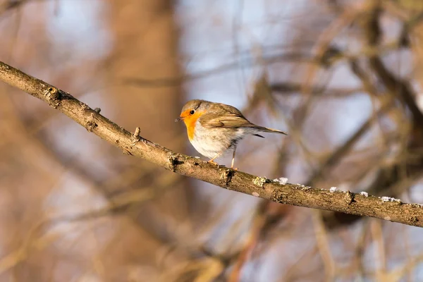 Rotkehlchen (Erithacus rubecula)) — Stockfoto