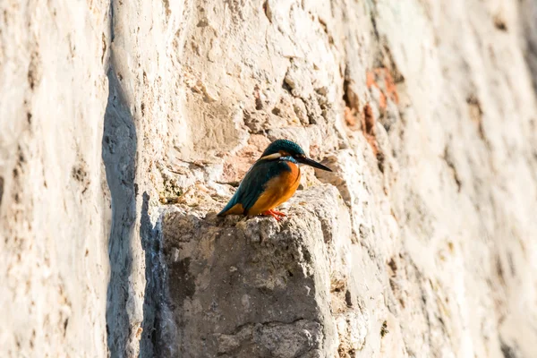 Common kingfisher — Stock Photo, Image