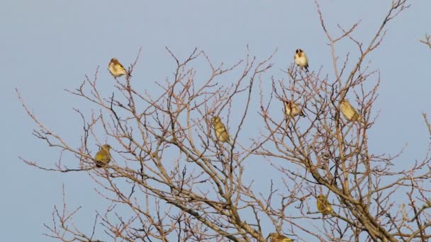 Beaucoup de Chardonneret perché sur un arbre 