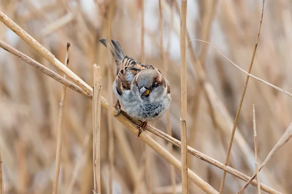 Sperling — Stockfoto