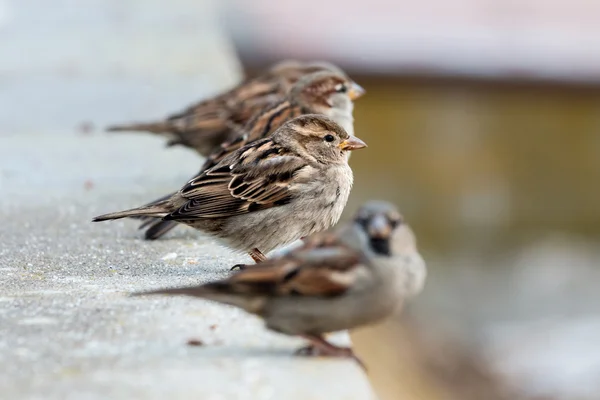 Spatzen — Stockfoto