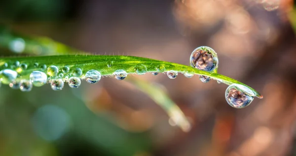 Gras met druppels — Stockfoto