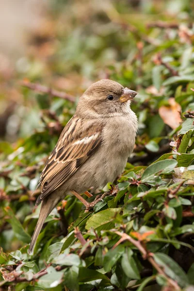 Sperling — Stockfoto