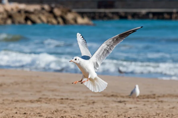 Mouettes et mouettes — Photo