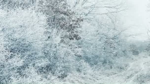 Besneeuwde winter op het forest — Stockvideo