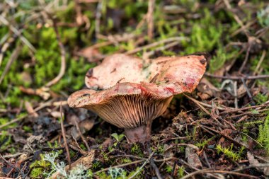Safran süt kap (Lactarius deliciosus)