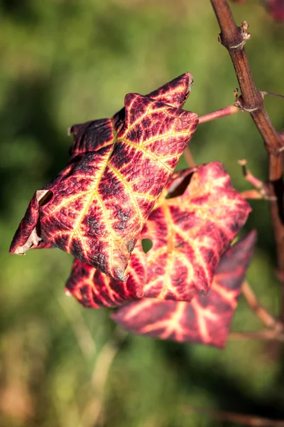 Blad — Stockfoto