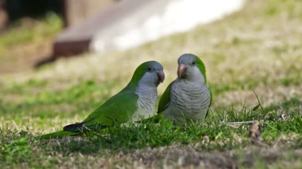 Pärlhöns av munk (myiopsitta monachus)) — Stockvideo