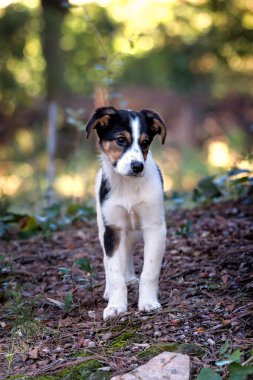 Şirin genç köpek.