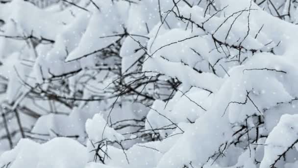 Besneeuwde winter op het forest — Stockvideo