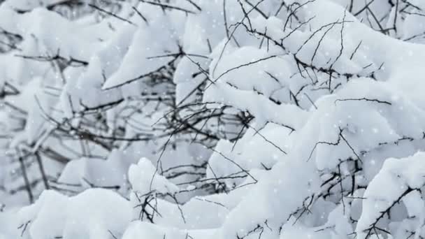 Snowy winter on the forest — Stock Video