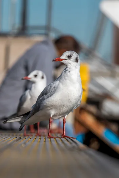 Meeuwen — Stockfoto