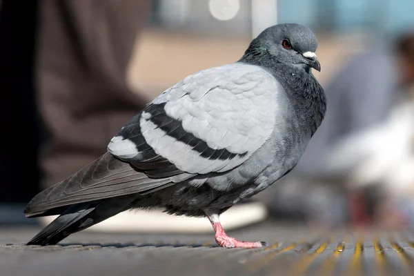 Feral Pigeon — Stock Photo, Image