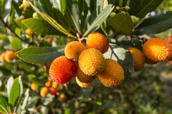 Morango, maçã-de-cana (Arbutus unedo ) — Fotografia de Stock