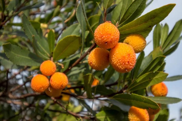 Клубника, тростниковое яблоко (Arbutus unedo ) — стоковое фото