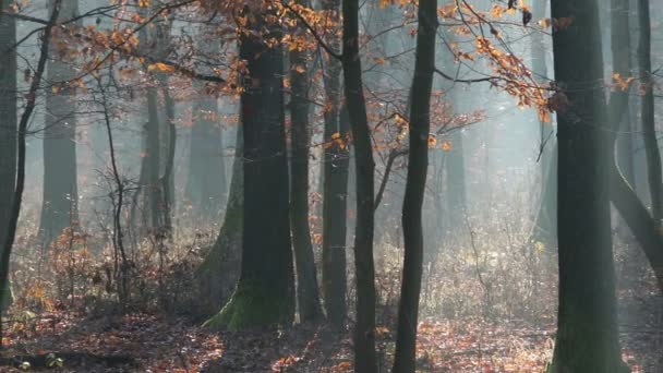 Bosque en otoño — Vídeo de stock