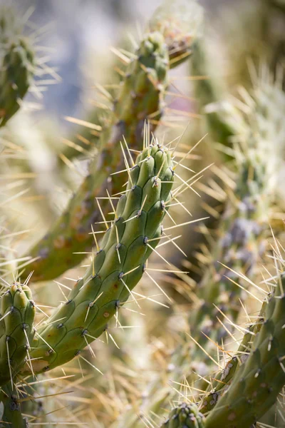Cactus — Stock Photo, Image