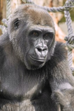 Genç goril portre
