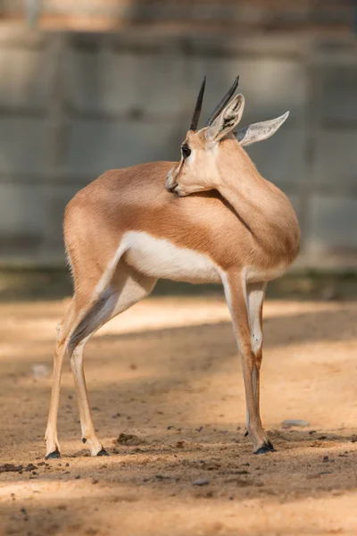 Afrikanische Antilope — Stockfoto