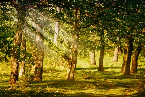 Bosque —  Fotos de Stock