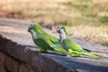 Monk Parakeet (Myiopsitta monachus) clipart