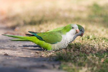 Monk Parakeet (Myiopsitta monachus) clipart