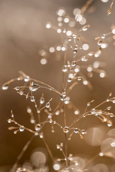 滴と乾いた草のクローズ アップ — ストック写真