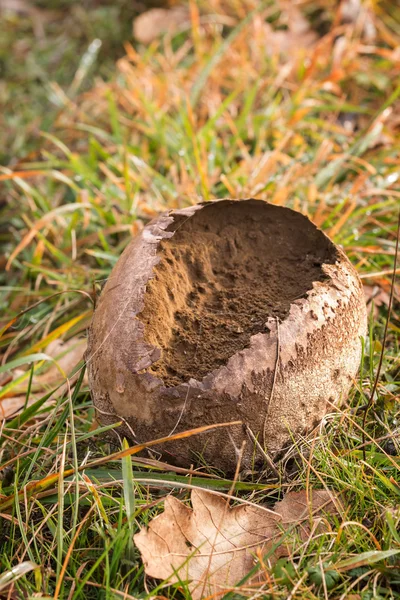 Calvatia hongo, inflable —  Fotos de Stock