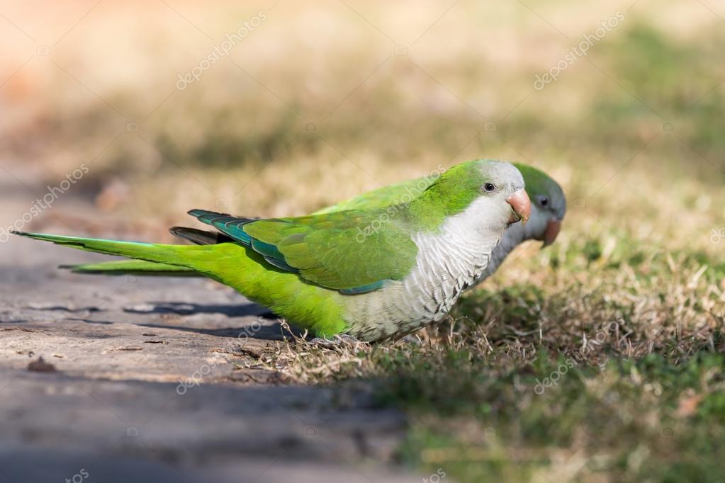 Monk Parakeet (Myiopsitta monachus) — Stock Photo © digoarpi #70435743