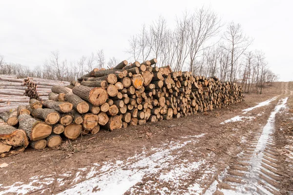 Grande pilha de madeira na floresta — Fotografia de Stock