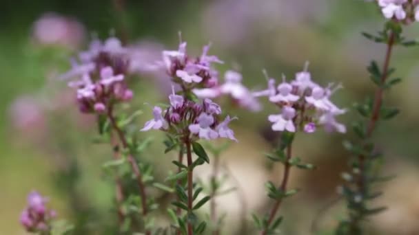 Květiny z Thymus vulgaris — Stock video