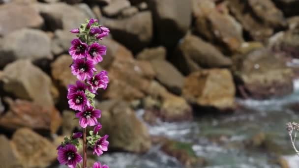 Vilda Medelhavet blommor — Stockvideo