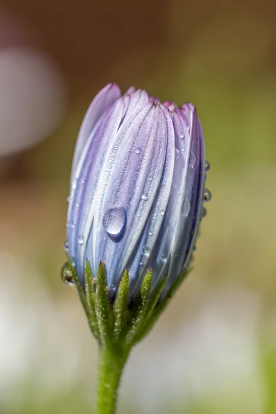 Frühlingsblume nach dem Regen — Stockfoto