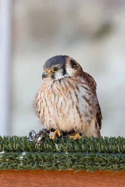 Amerikanischer Turmfalke (falco sparverius)) — Stockfoto