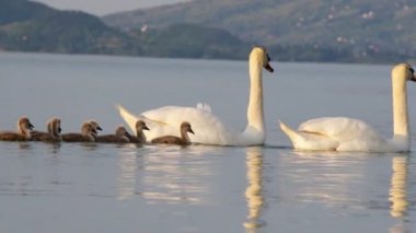 Kuğu aile