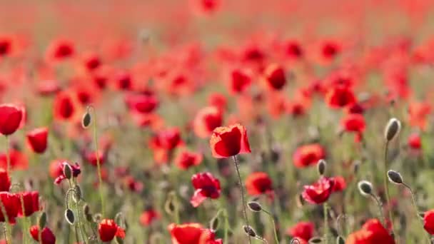 Poppy field — Stock Video