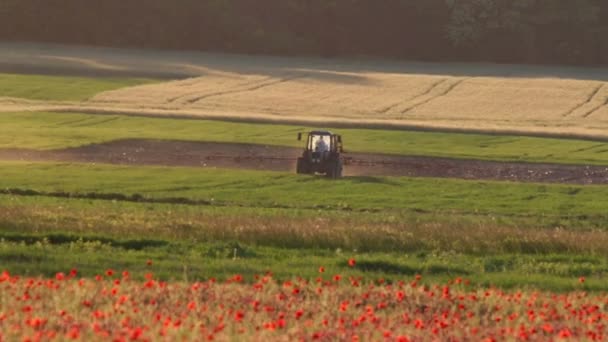 Champ de pavot avec tracteur — Video