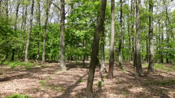 Forest detail met haagbeuk en eiken bomen — Stockvideo