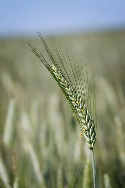 Зернові — стокове фото