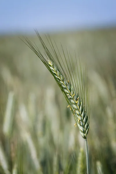 Cereais — Fotografia de Stock