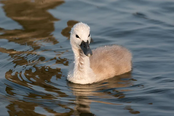 Cisne joven — Foto de Stock