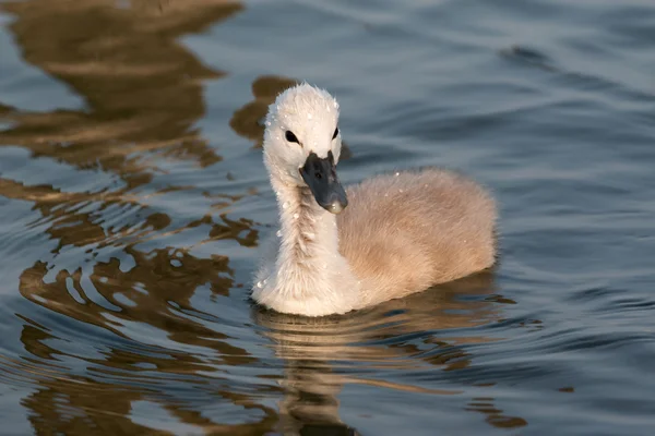 Jonge zwaan — Stockfoto