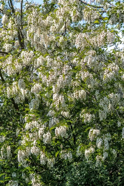 Flores de acacia — Foto de Stock
