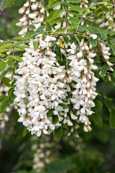 Akazienblüten — Stockfoto