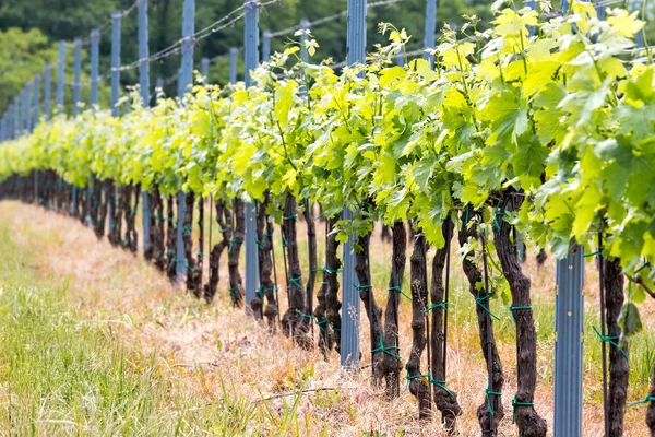 Reihen von Trauben — Stockfoto