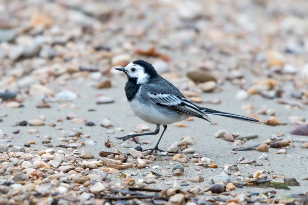 White wagtail (Motacilla alba) — Stock Photo, Image