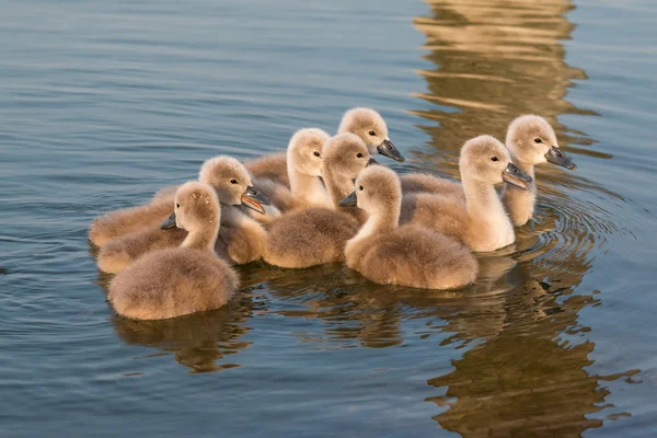 Schwäne — Stockfoto