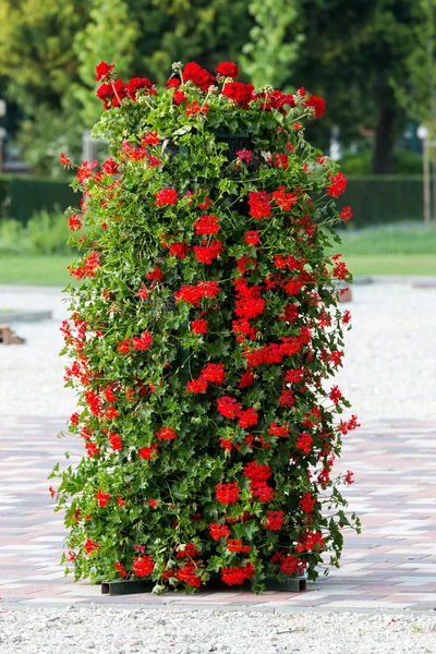 Geranium — Stock Photo, Image